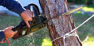 Reliable Kailua, HI Tree Services Solutions