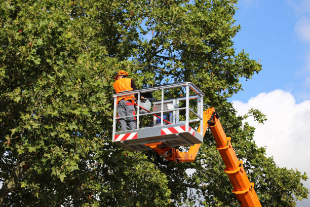 How Our Tree Care Process Works  in  Kailua, HI